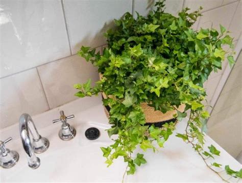 浴室適合放什麼植物